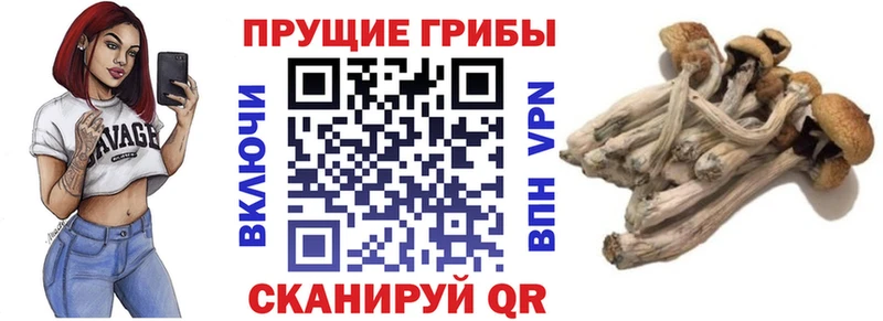 МЕГА как войти  как найти закладки  Гусиноозёрск  Псилоцибиновые грибы мицелий 